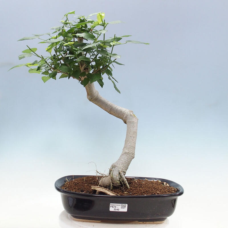 Bonsai da interno - Malvaviscus arboreus + libro SUISEKI Gratuito