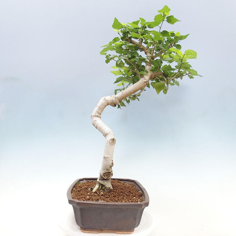 Bonsai da interno - Malvaviscus arboreus + libro SUISEKI Gratuito