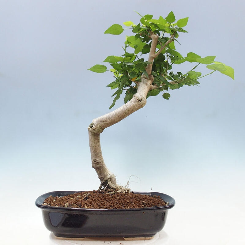 Bonsai da interno - Malvaviscus arboreus + libro SUISEKI Gratuito
