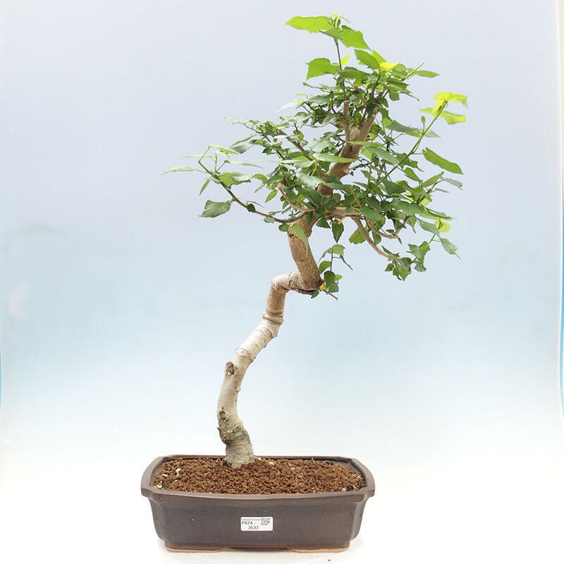 Bonsai da interno - Malvaviscus arboreus + libro SUISEKI Gratuito
