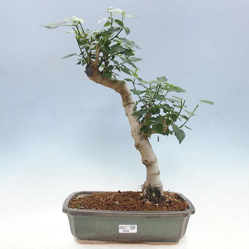 Bonsai da interno - Malvaviscus arboreus + libro SUISEKI Gratuito