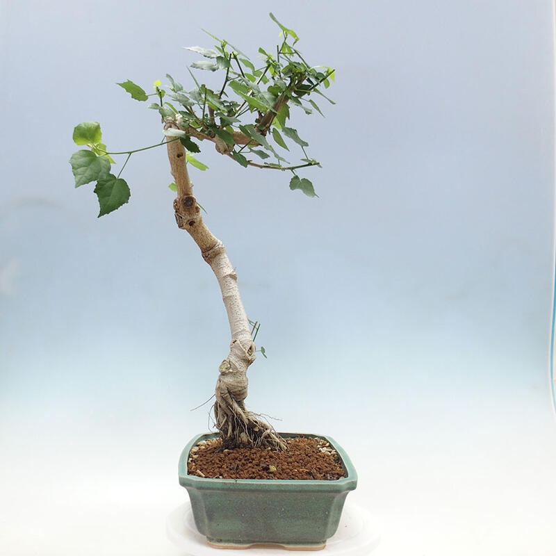 Bonsai da interno - Malvaviscus arboreus + libro SUISEKI Gratis