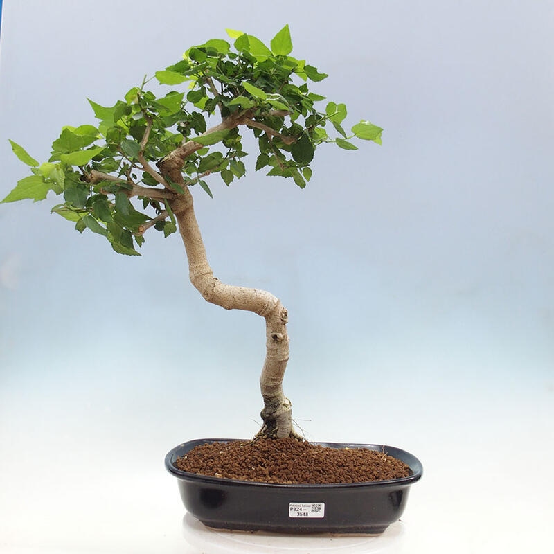 Bonsai da interno - Malvaviscus arboreus + libro SUISEKI Gratis