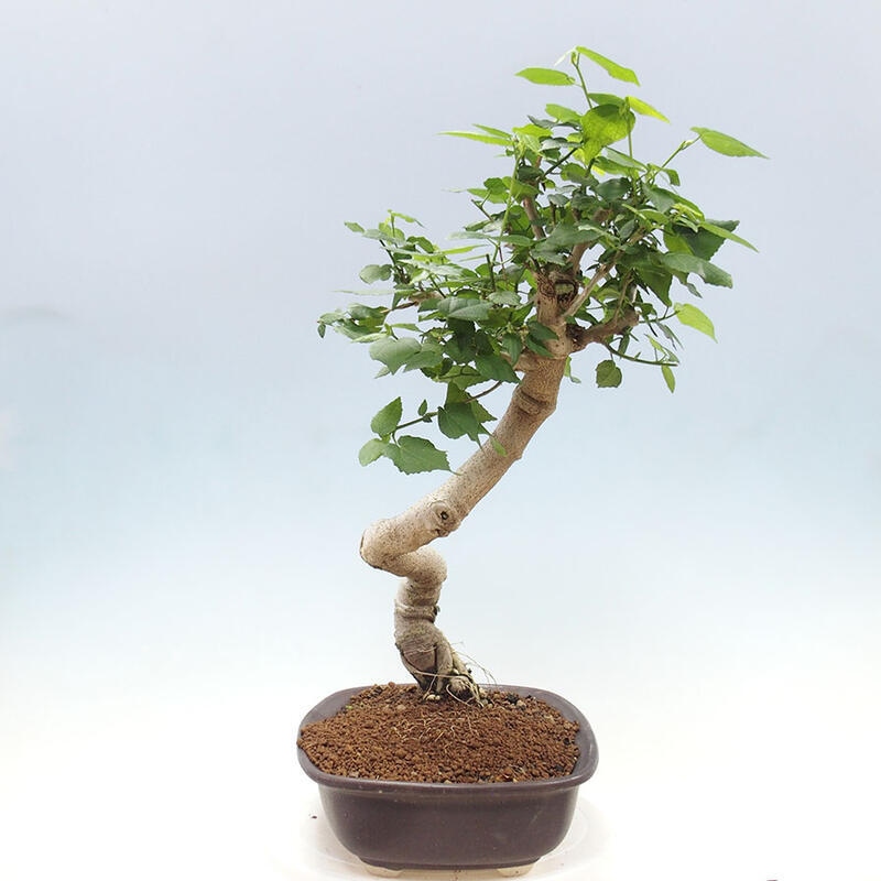 Bonsai da interno - Malvaviscus arboreus + libro SUISEKI Gratuito