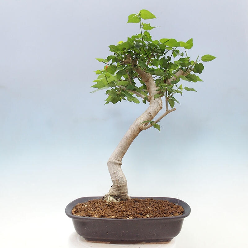 Bonsai da interno - Malvaviscus arboreus + libro SUISEKI Gratuito