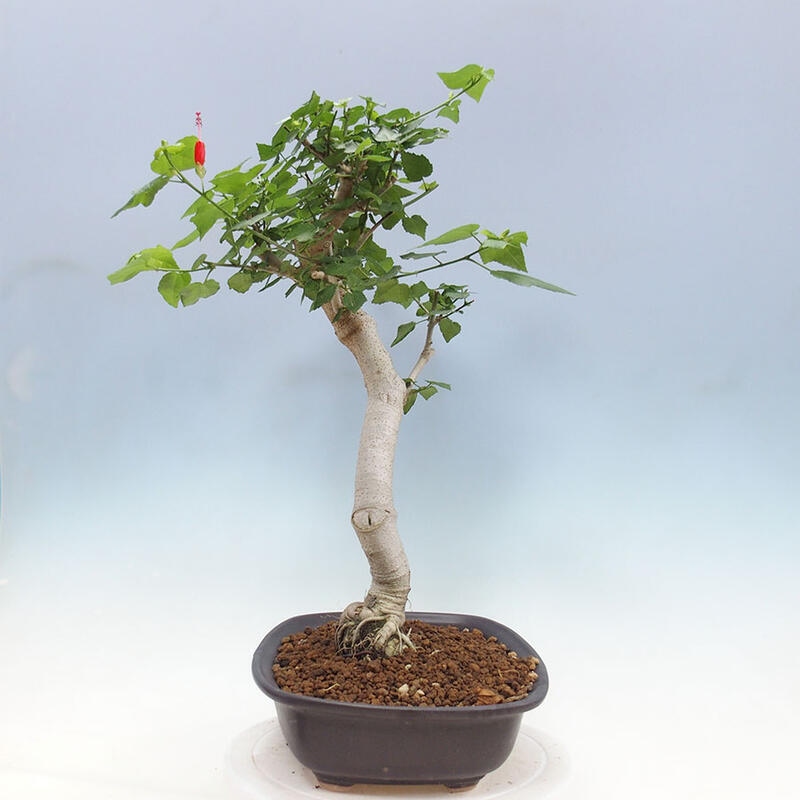 Bonsai da interno - Malvaviscus arboreus + libro SUISEKI Gratuito