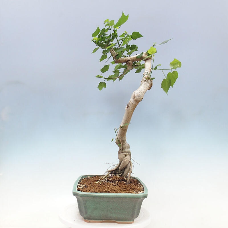 Bonsai da interno - Malvaviscus arboreus + libro SUISEKI Gratis