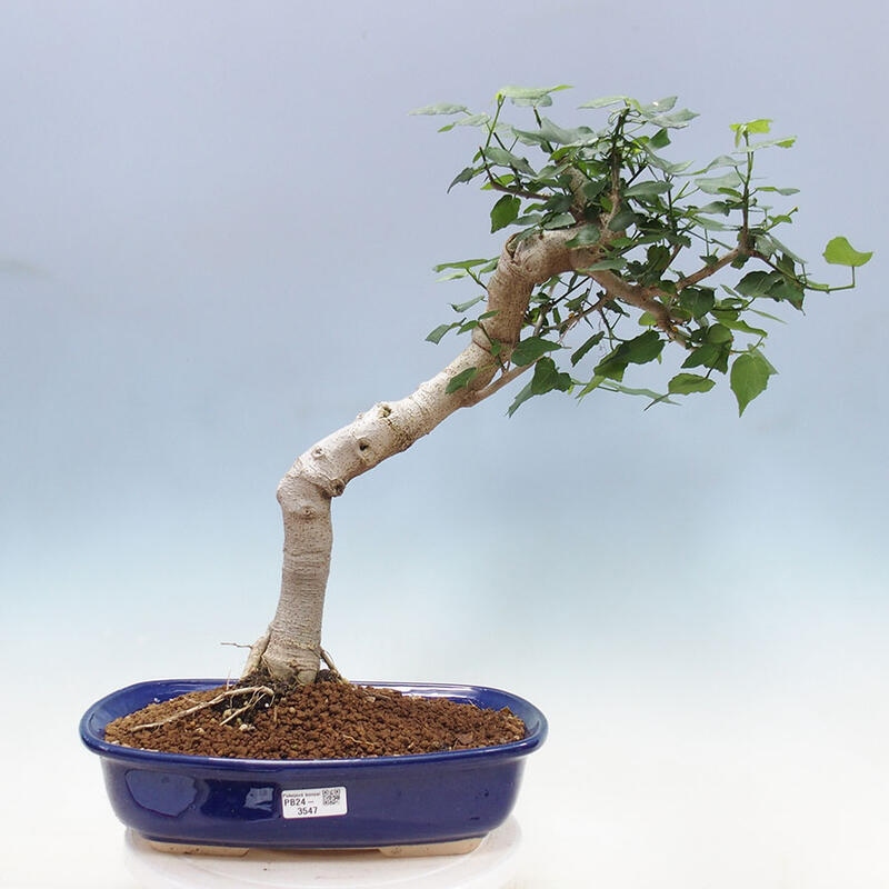Bonsai da interno - Malvaviscus arboreus + libro SUISEKI Gratis