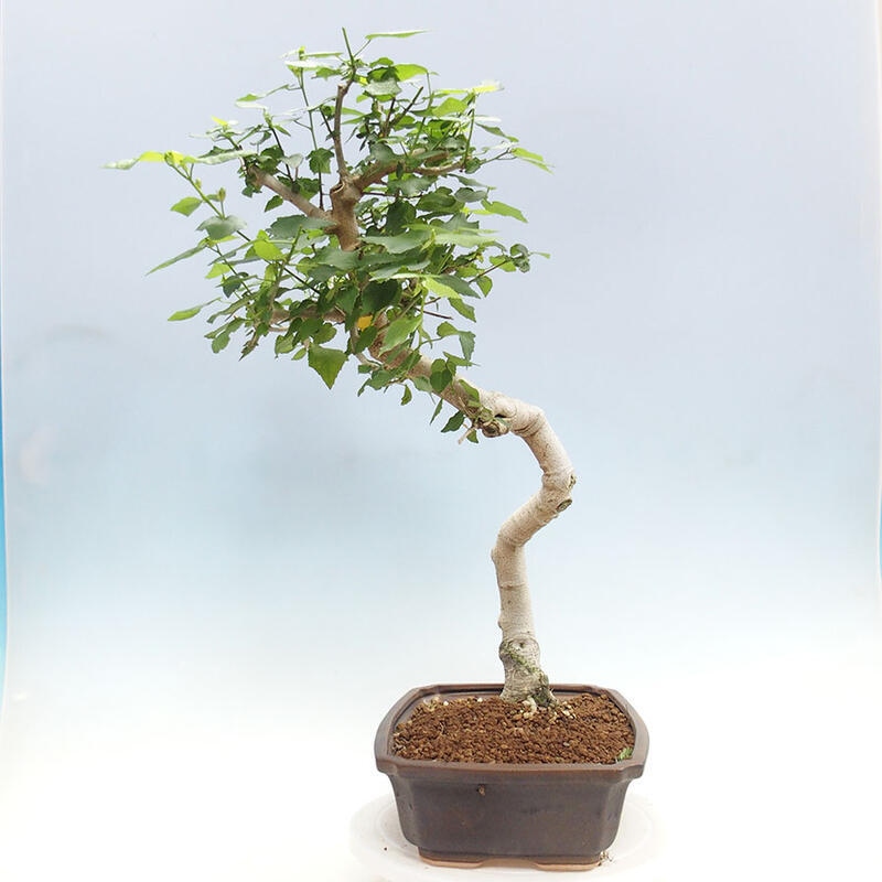 Bonsai da interno - Malvaviscus arboreus + libro SUISEKI Gratuito