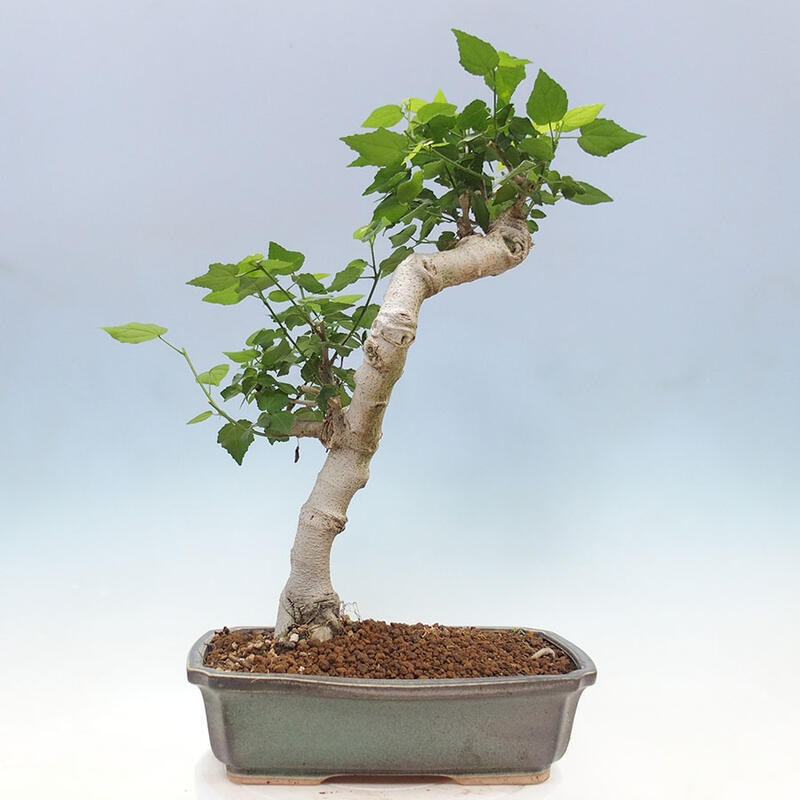 Bonsai da interno - Malvaviscus arboreus + libro SUISEKI Gratuito