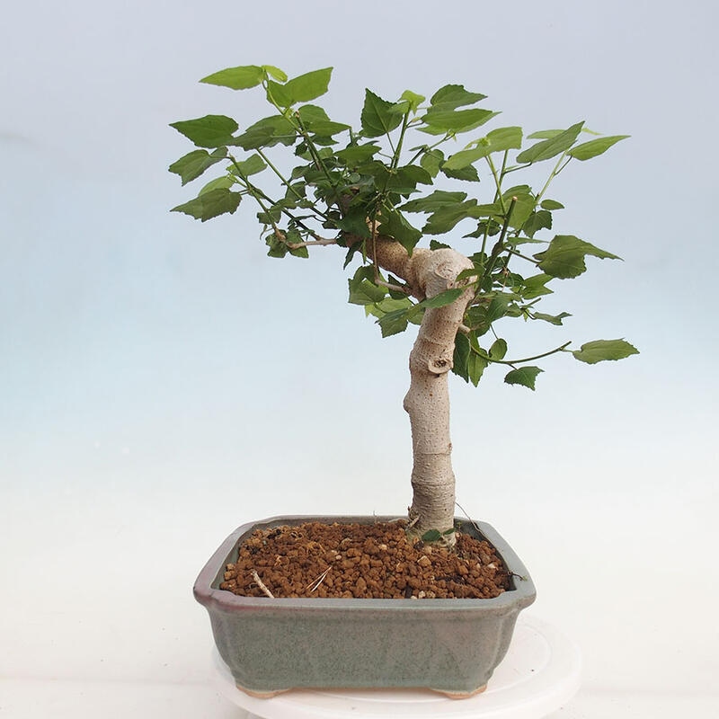 Bonsai da interno - Malvaviscus arboreus