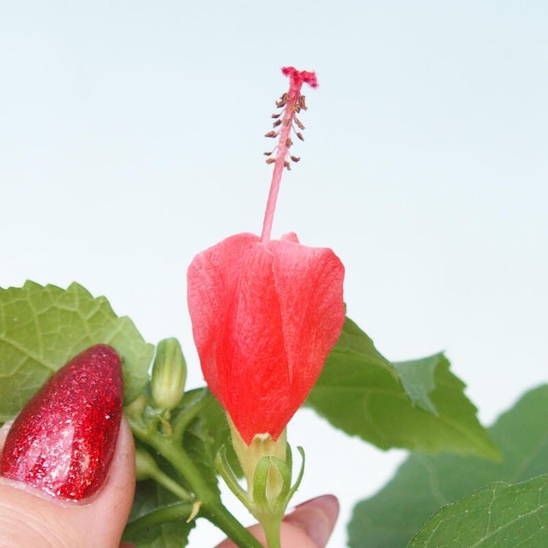 Bonsai da interno - Malvaviscus arboreus
