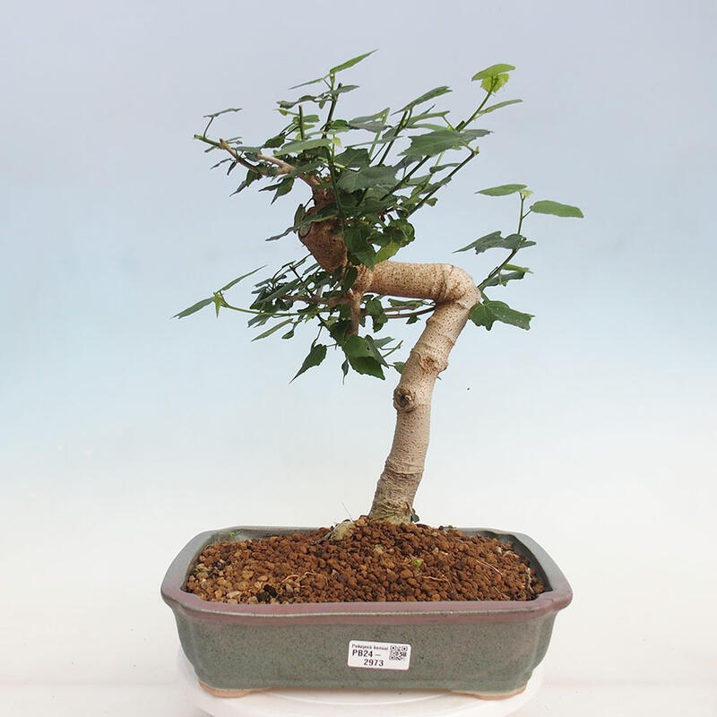 Bonsai da interno - Malvaviscus arboreus
