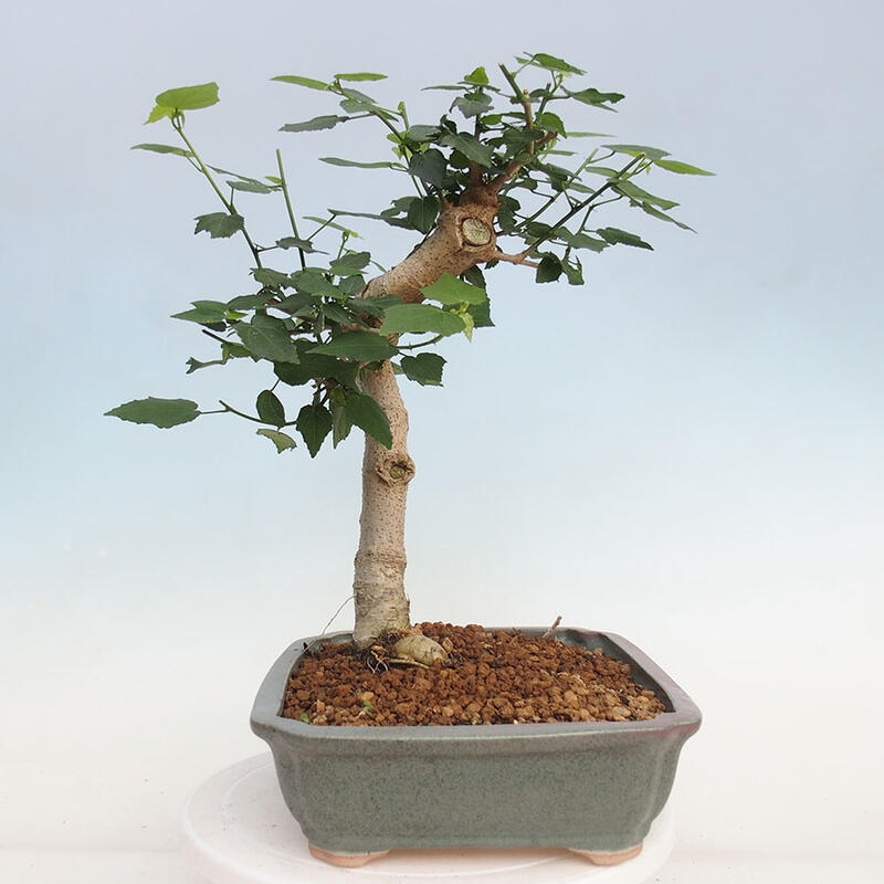 Bonsai da interno - Malvaviscus arboreus