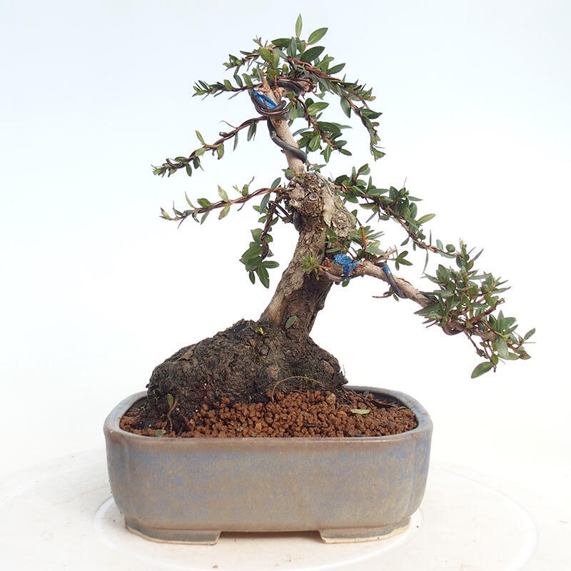 Camera bonsai - Myrtus communis - Mirto
