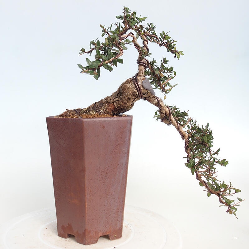 Camera bonsai - Myrtus communis - Mirto