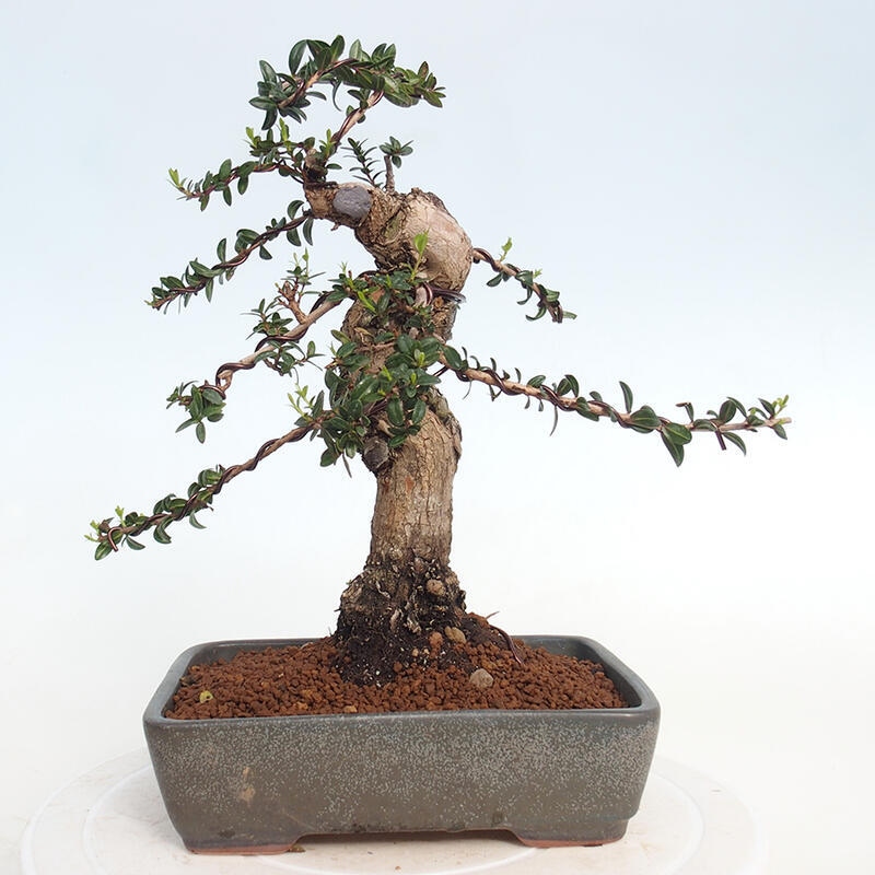 Camera bonsai - Myrtus communis - Mirto