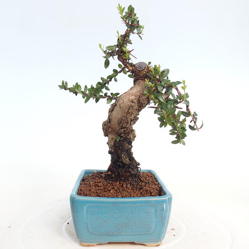 Bonsai da camera - Myrtus communis - Mirto