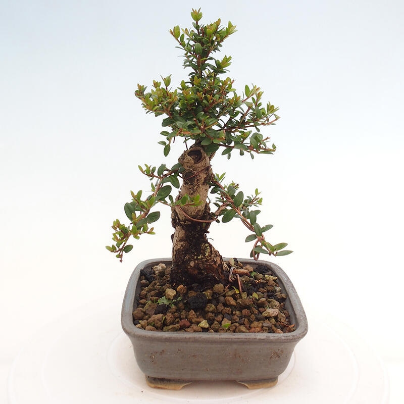 Bonsai da camera - Myrtus communis - Mirto