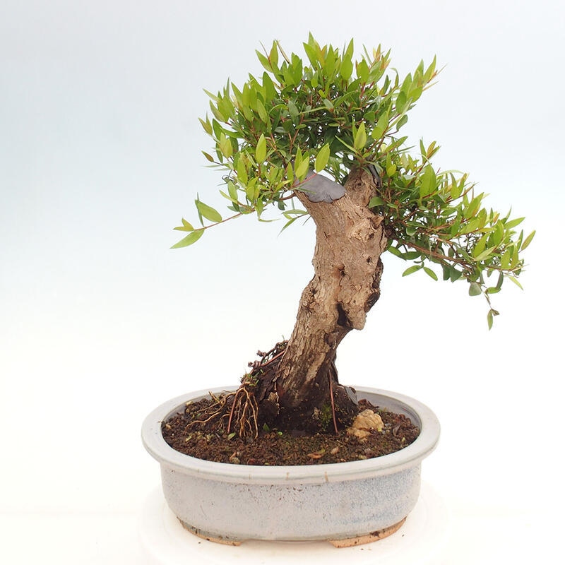 Bonsai da camera - Myrtus communis - Mirto