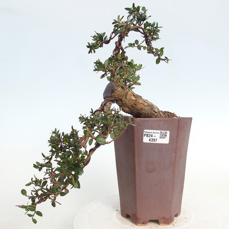 Camera bonsai - Myrtus communis - Mirto