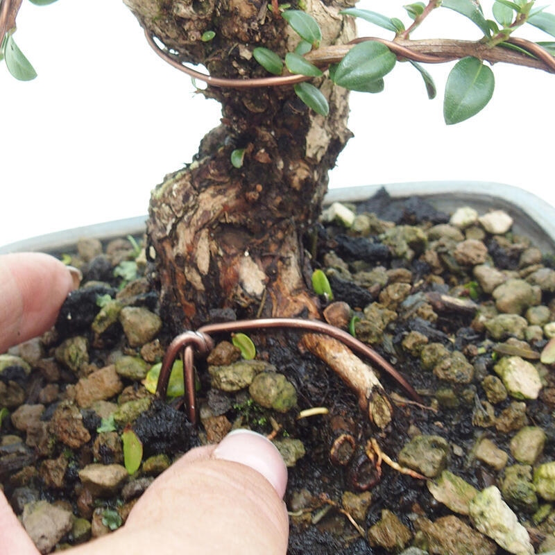 Bonsai da camera - Myrtus communis - Mirto