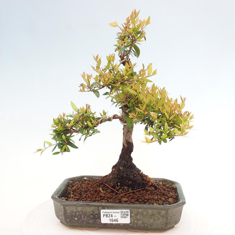 Bonsai da camera - Myrtus communis - Mirto