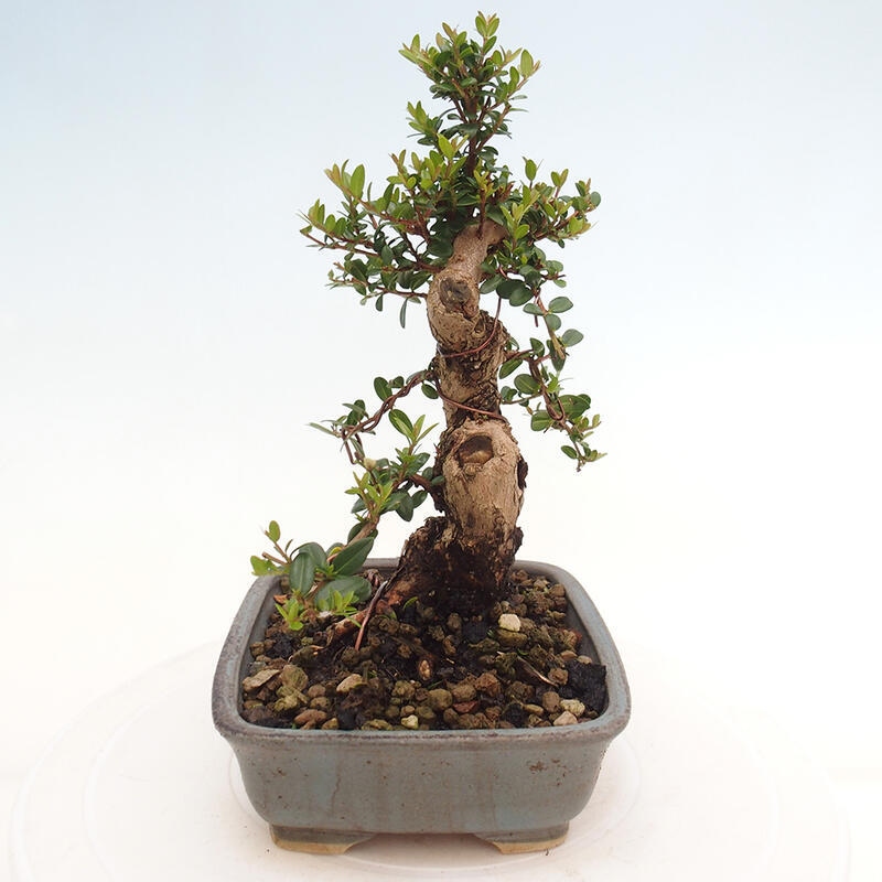 Bonsai da camera - Myrtus communis - Mirto
