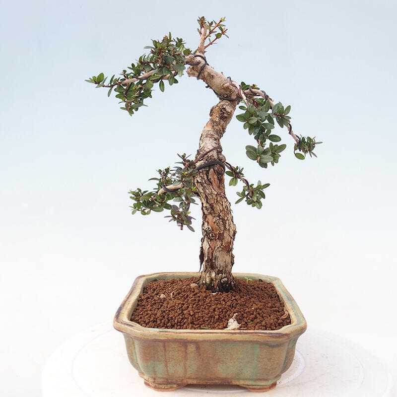 Bonsai da camera - Myrtus communis - Mirto