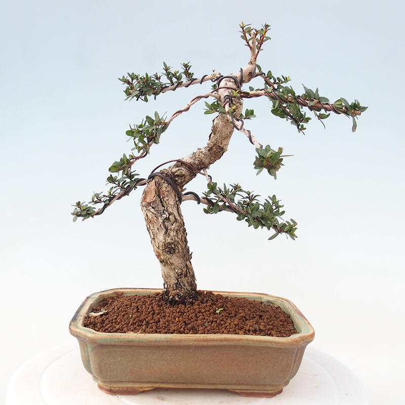 Bonsai da camera - Myrtus communis - Mirto