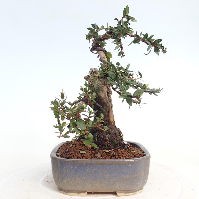 Camera bonsai - Myrtus communis - Mirto