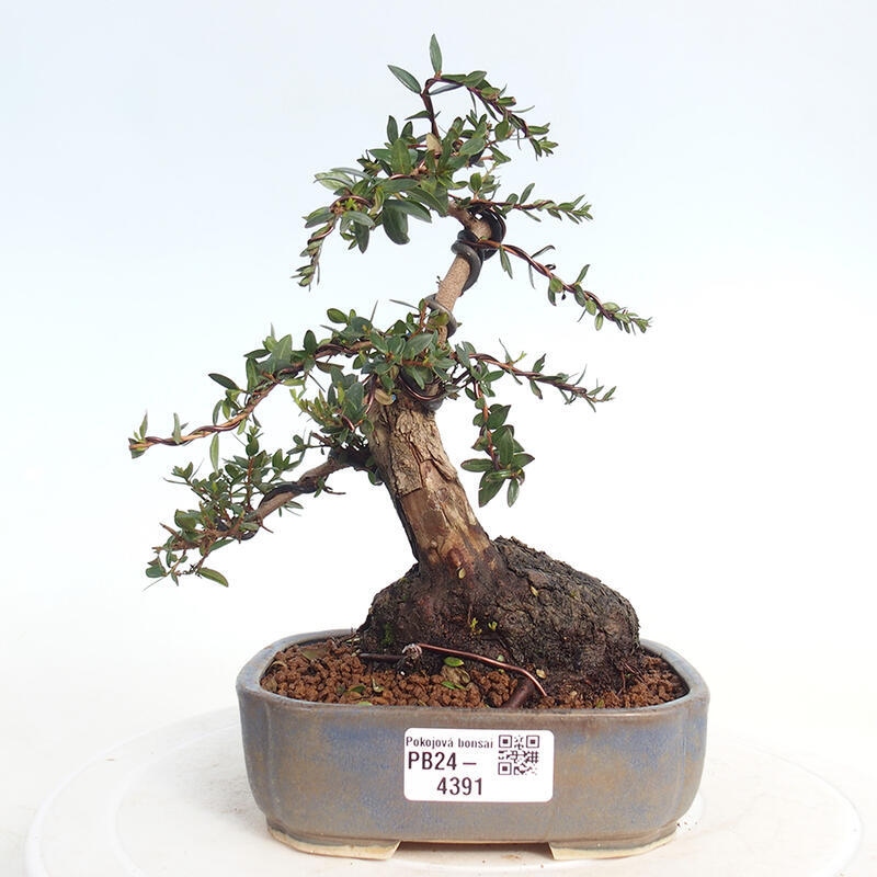 Camera bonsai - Myrtus communis - Mirto