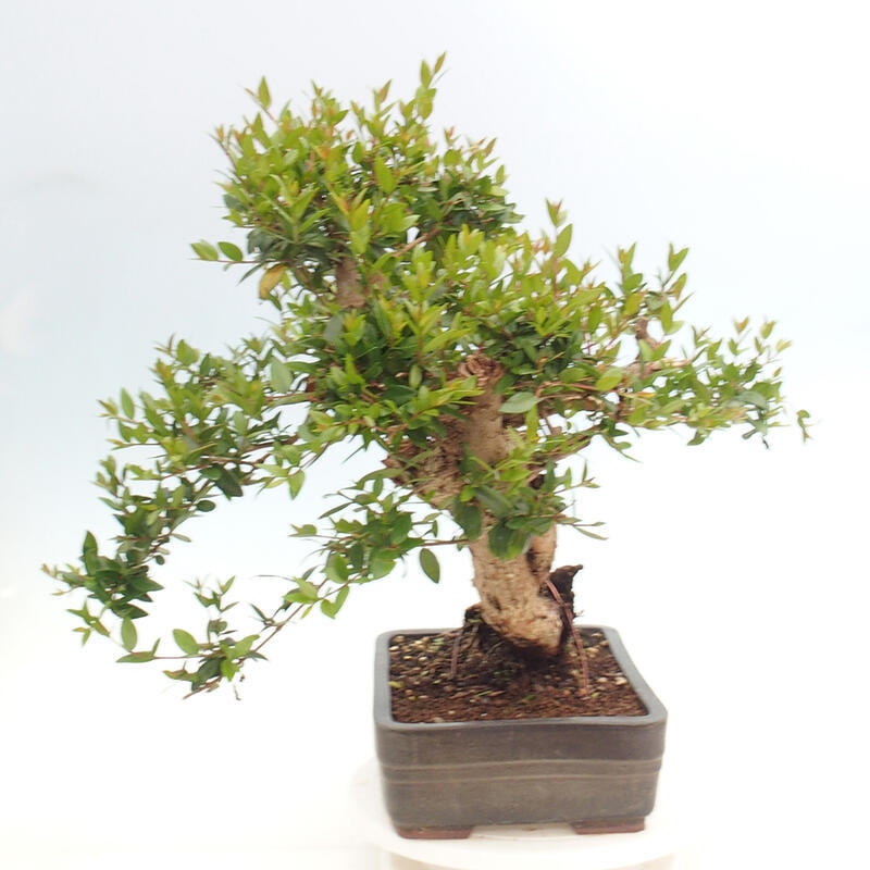 Bonsai da camera - Myrtus communis - Mirto