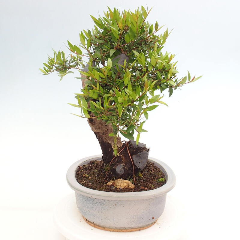 Bonsai da camera - Myrtus communis - Mirto