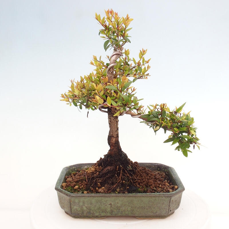 Bonsai da camera - Myrtus communis - Mirto