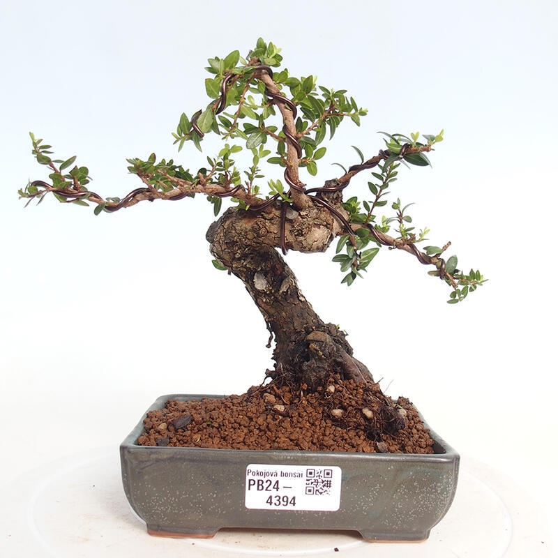 Bonsai da camera - Myrtus communis - Mirto