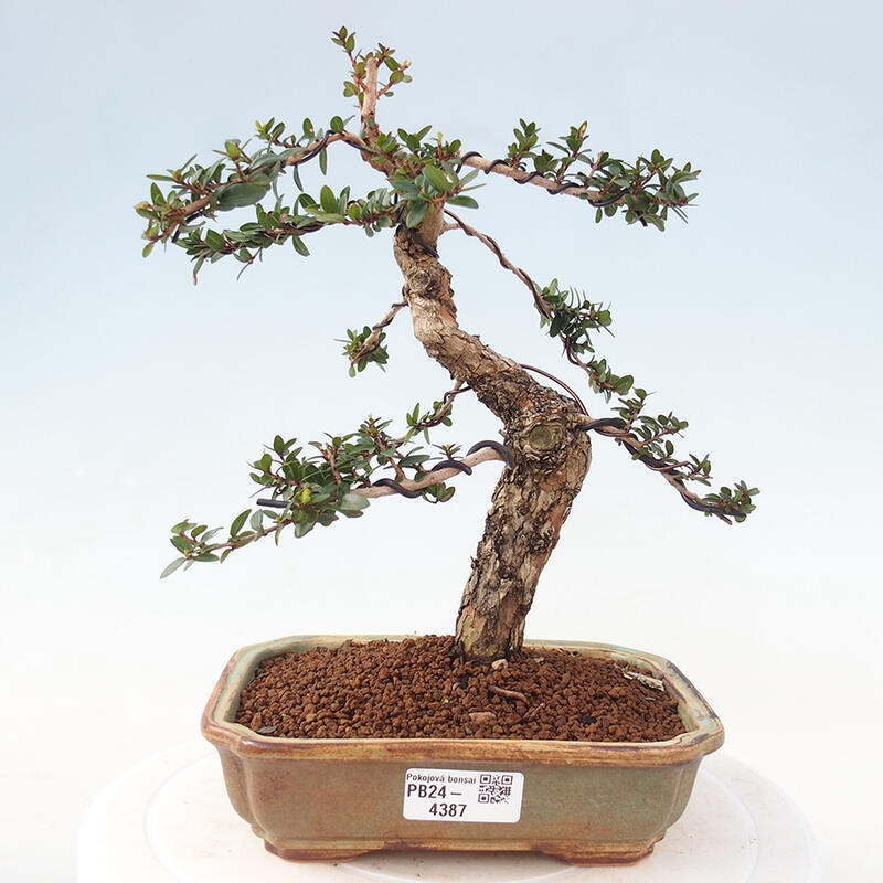 Bonsai da camera - Myrtus communis - Mirto