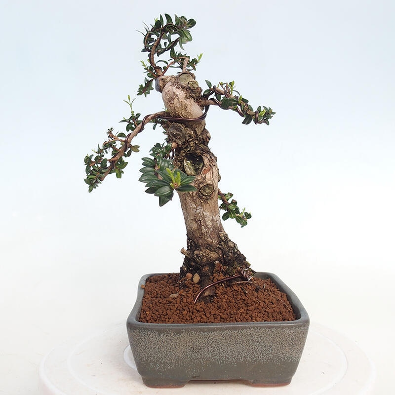 Camera bonsai - Myrtus communis - Mirto