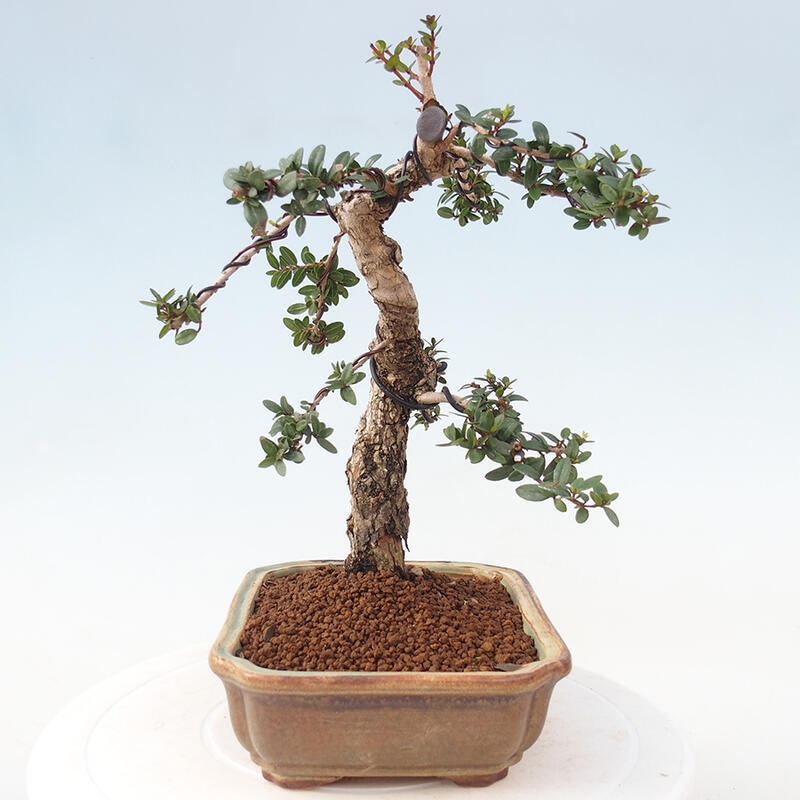 Bonsai da camera - Myrtus communis - Mirto