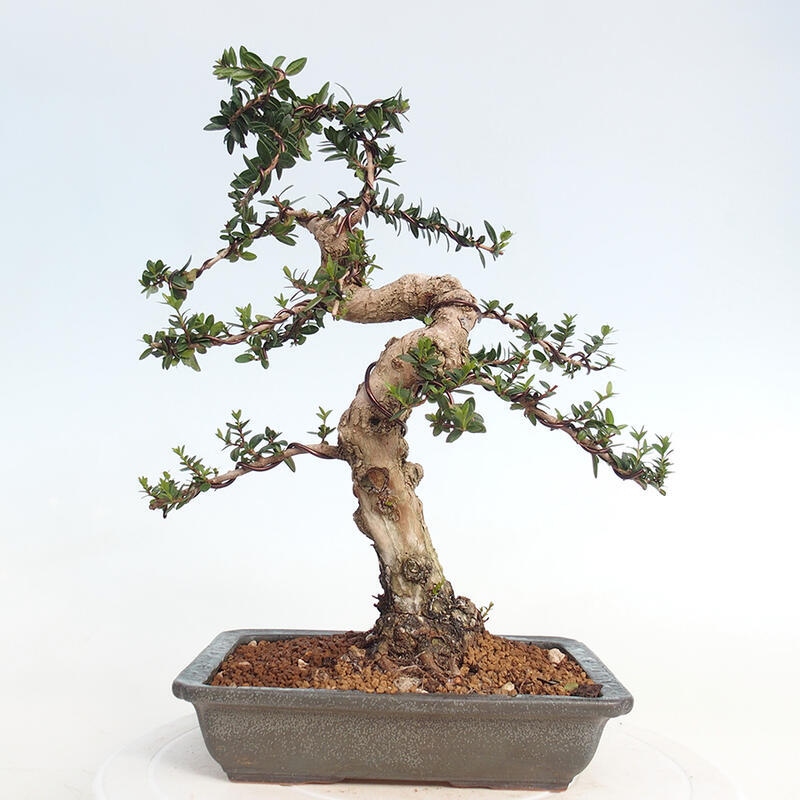 Camera bonsai - Myrtus communis - Mirto