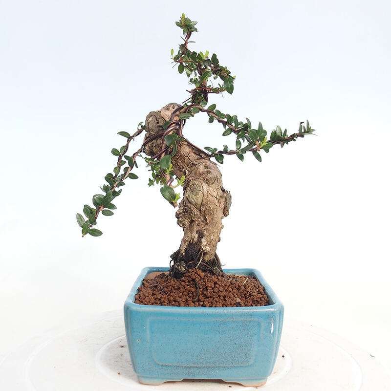Bonsai da camera - Myrtus communis - Mirto