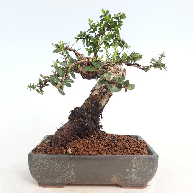 Bonsai da camera - Myrtus communis - Mirto