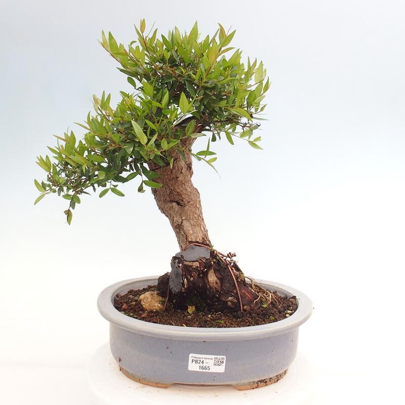 Bonsai da camera - Myrtus communis - Mirto