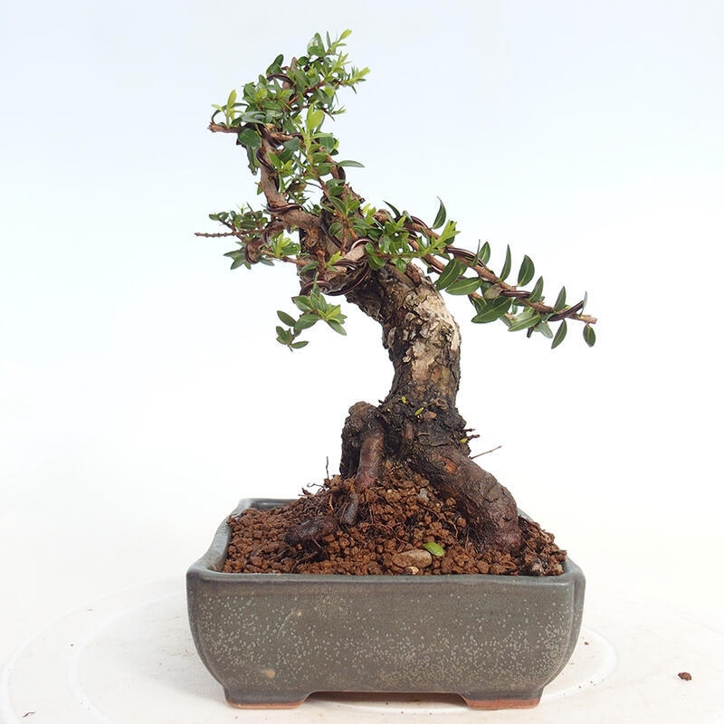 Bonsai da camera - Myrtus communis - Mirto