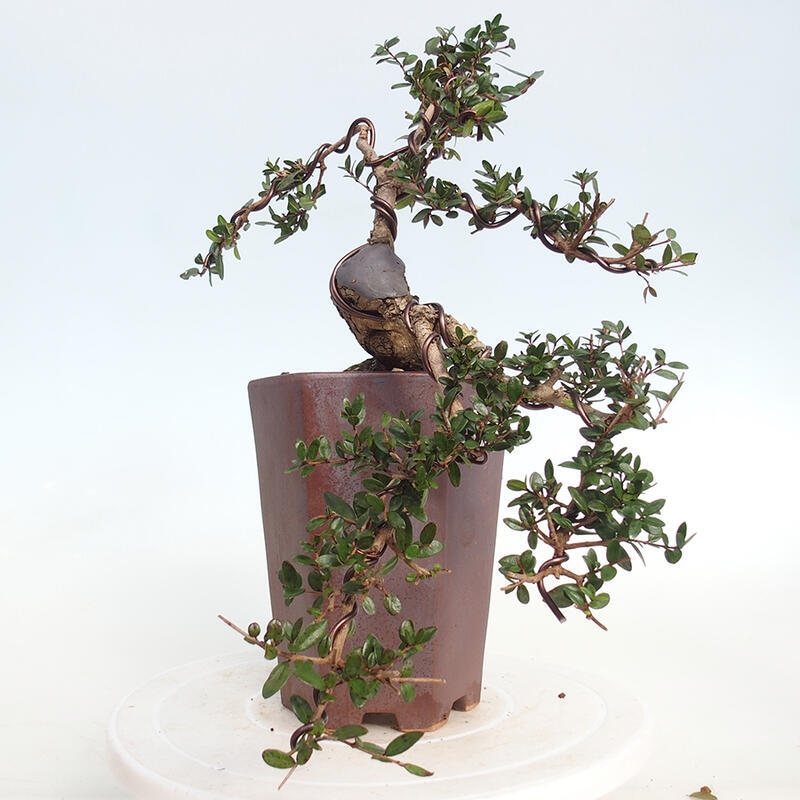 Camera bonsai - Myrtus communis - Mirto