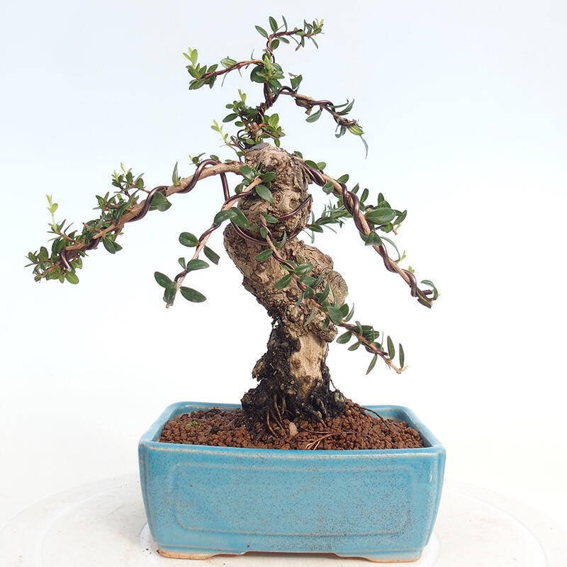 Bonsai da camera - Myrtus communis - Mirto