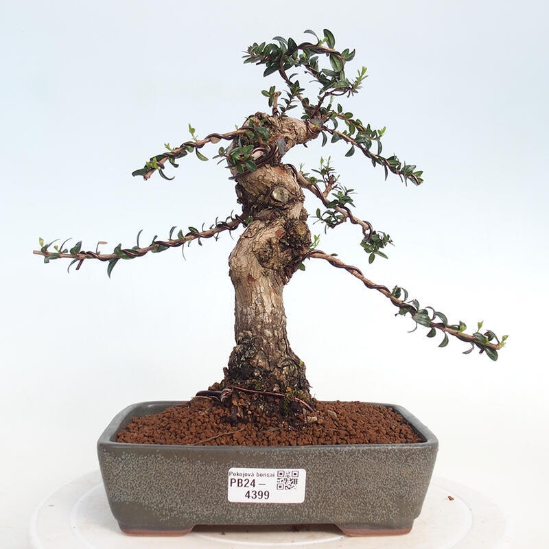 Camera bonsai - Myrtus communis - Mirto