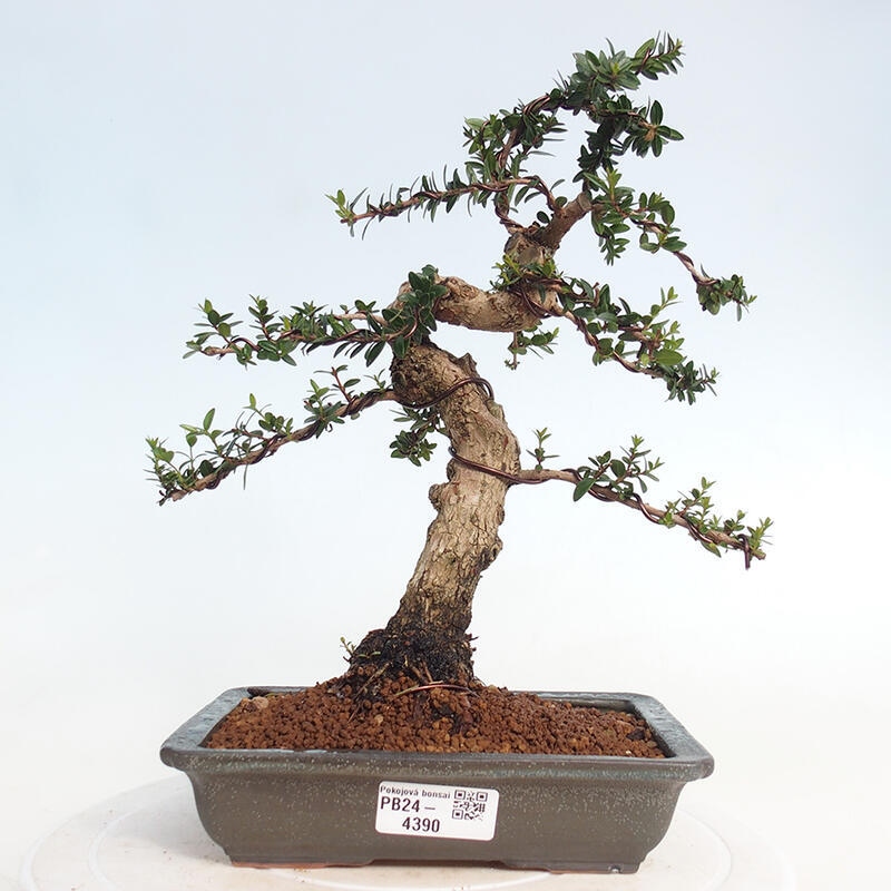 Camera bonsai - Myrtus communis - Mirto