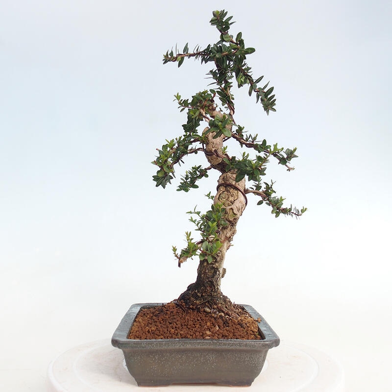 Camera bonsai - Myrtus communis - Mirto