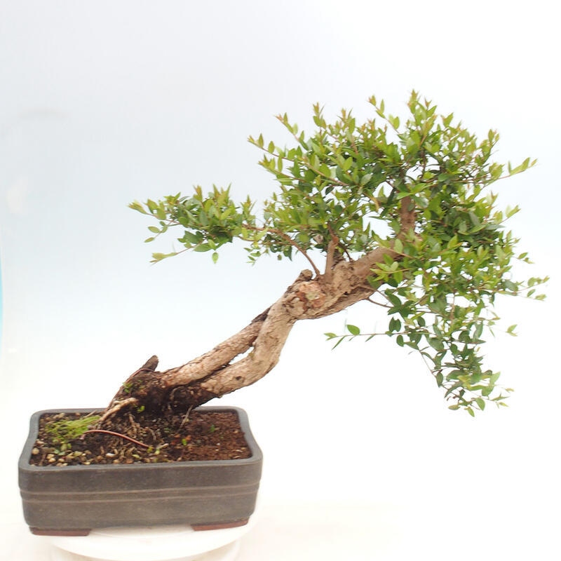 Bonsai da camera - Myrtus communis - Mirto